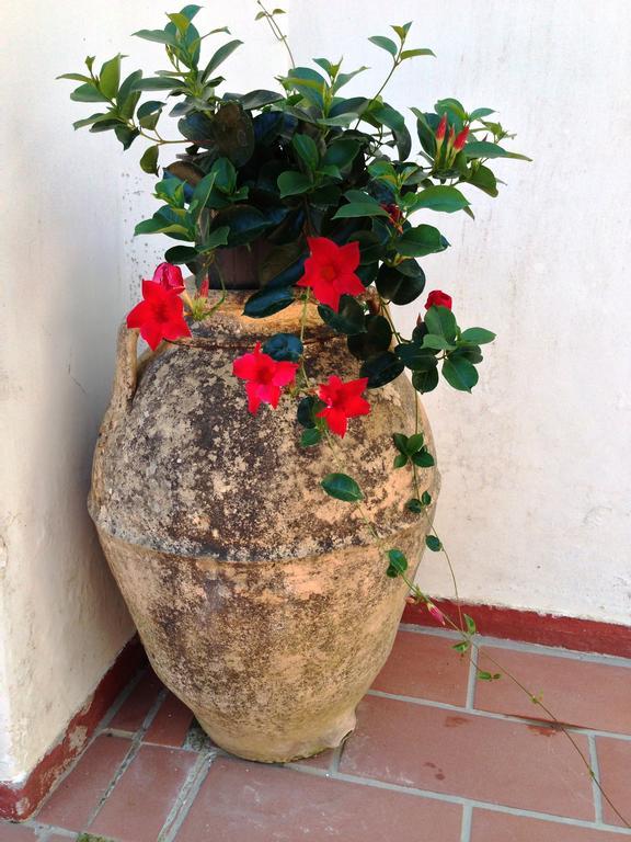 Mediterraneo Bed & Breakfast Anacapri Kültér fotó